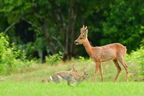 Puur natuur