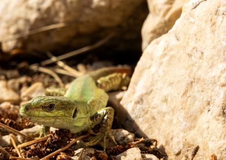 Lizard