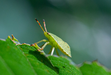 Groene schildwants