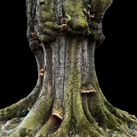 Oude beuk.  MAGIC TREE 1 #tree#magictree #treeart#treephotography#treeart