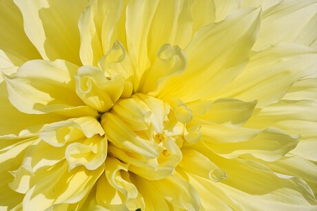 Dahlia close up.