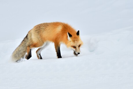 Red Fox