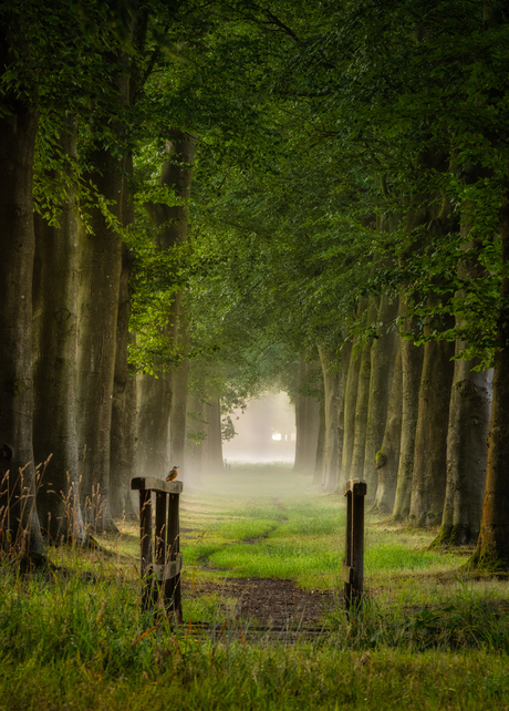 Netherlands in his purest form