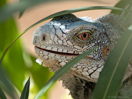 Leguaan verscholen in het groen