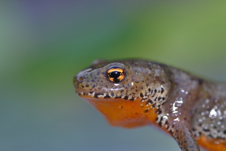 Alpenwatersalamander