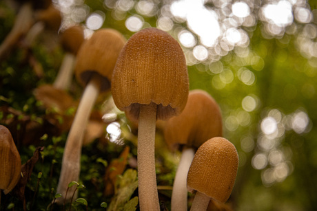 Paddestoel in de Ennemaborg.