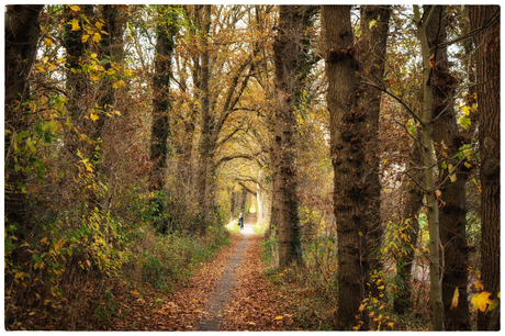 Fietspad met fietser
