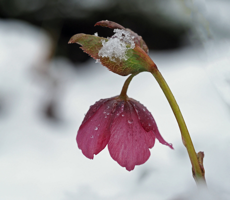 Helleborus 