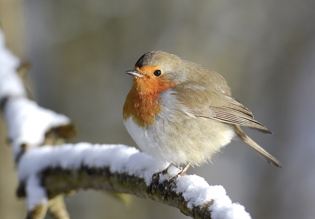 Roodborst in de sneeuw