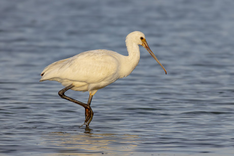 Lepelaar in de avondzon