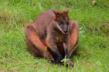 Moeraswallaby