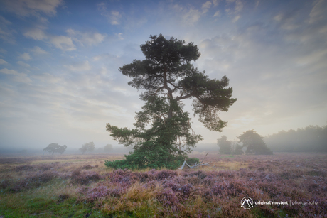 Lonesome Tree...