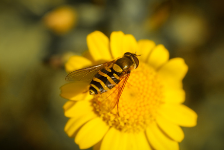 insect (ik weet niet hoe het heet)