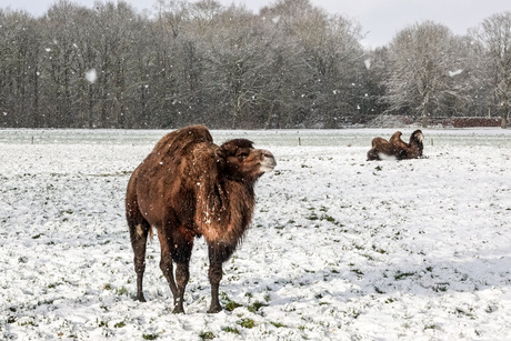 Kamelen in de sneeuw....