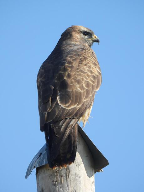 Buizerd 