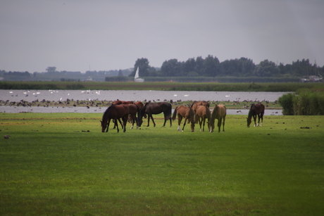 kudde loslopende paarden