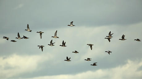 Geen Pigeon maar Wigeon ... !