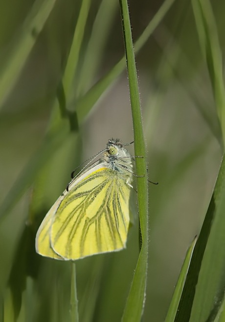 klein geaderd witje
