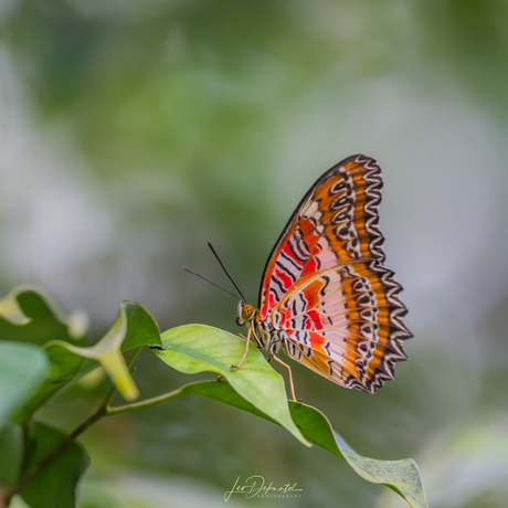 Cethosisa biblis