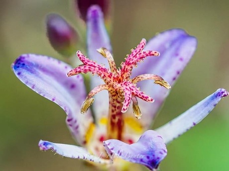 Tricyrtis Lasiocarpa  (paddenlelie, Armelui’s orchidee)