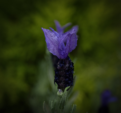 lavendel....