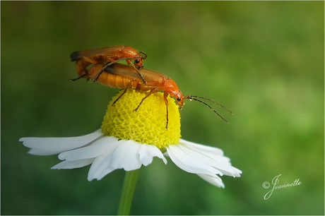 De natuur komt tot leven.