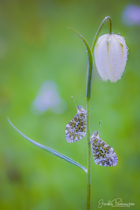 Lente gevoel