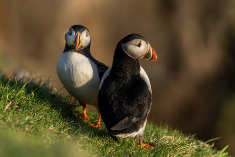 ~Puffins~