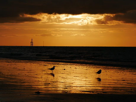 Meeuwen op het strand