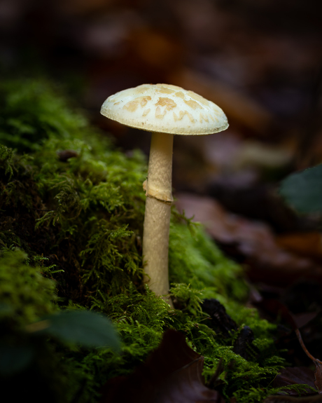 Amanita citrina