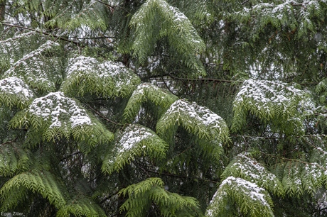 besneeuwd groen