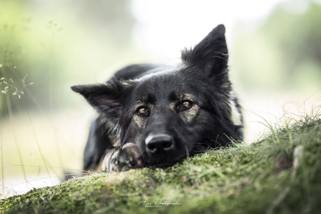 Oud duitse herder liggend in het mos