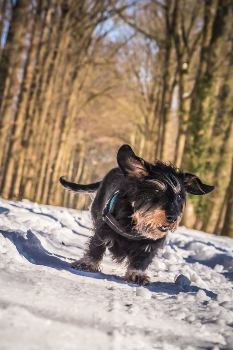 Teckel in de sneeuw