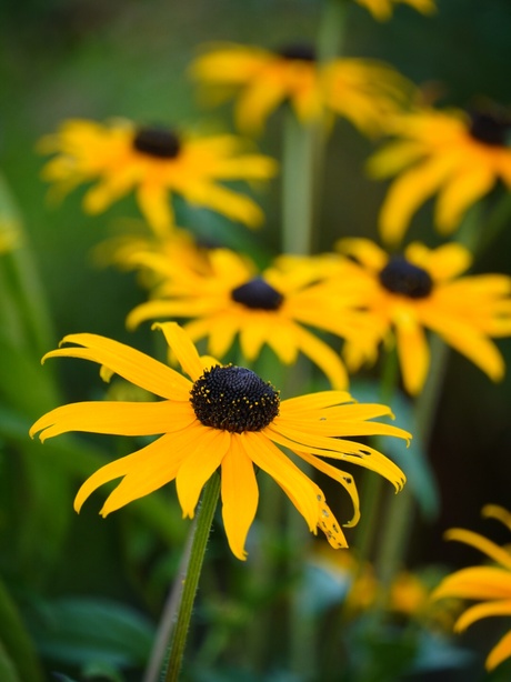 Rudbeckia 