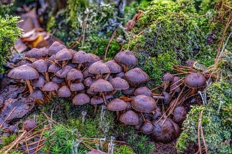 Padenstoelen Dorst