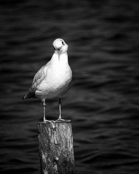 De kokmeeuw (Chroicocephalus ridibundus)