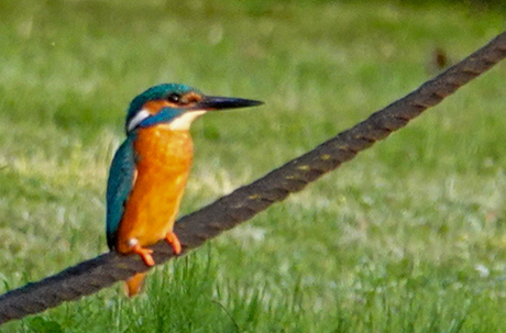 IJsvogel 