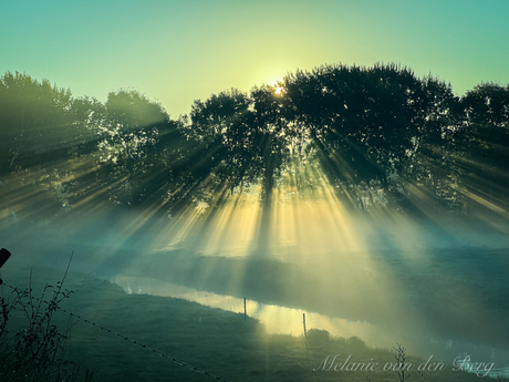 Sunrise, fog, trees