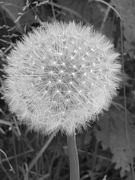 Paardenbloem