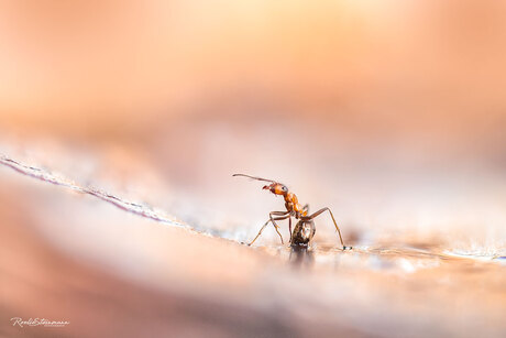 Curious ant