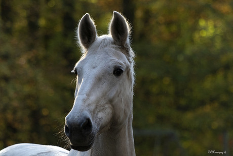 White beauty! 