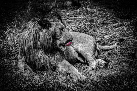 Leeuw in Serengeti, Tanzania