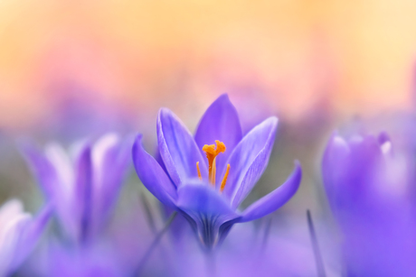 Crocus