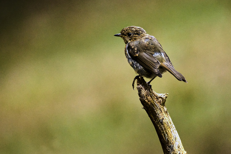 Jonge Roodborstje