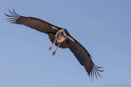 Afrikaanse Maraboe (Leptoptilos crumeniferus)