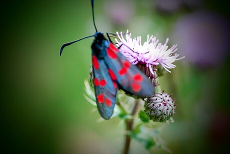 Insect