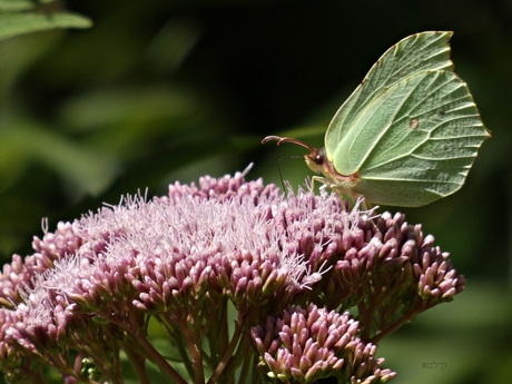 Citroenvlinder