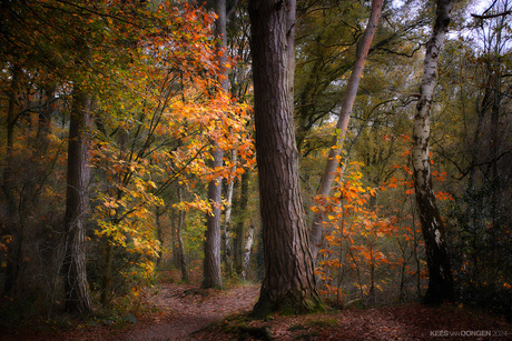 Autumn in the Netherlands