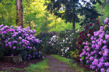 Rhododendron Lane