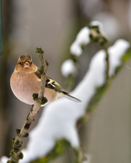 Vink in de sneeuw